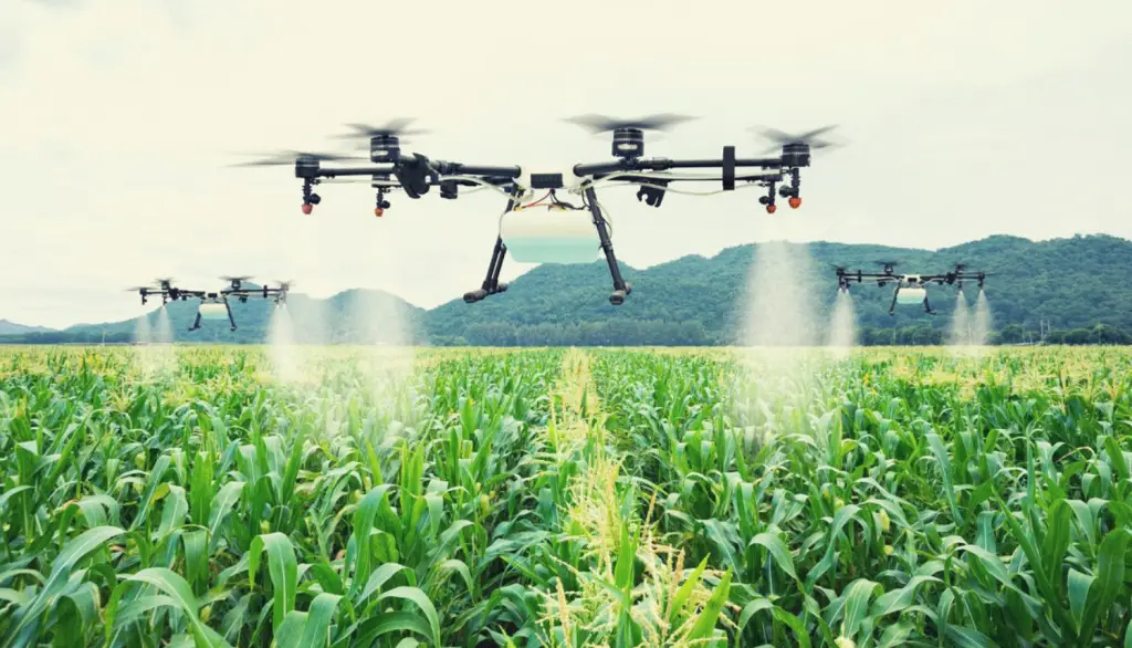 Drones pulverizando plantação de milho